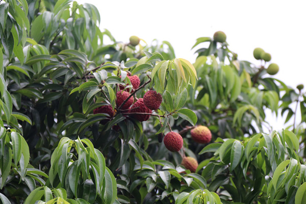 国产精品人人妻人人爽9区