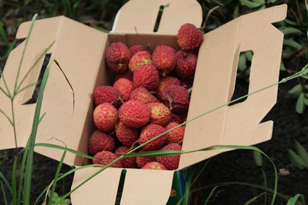 国产精品人人妻人人爽9区